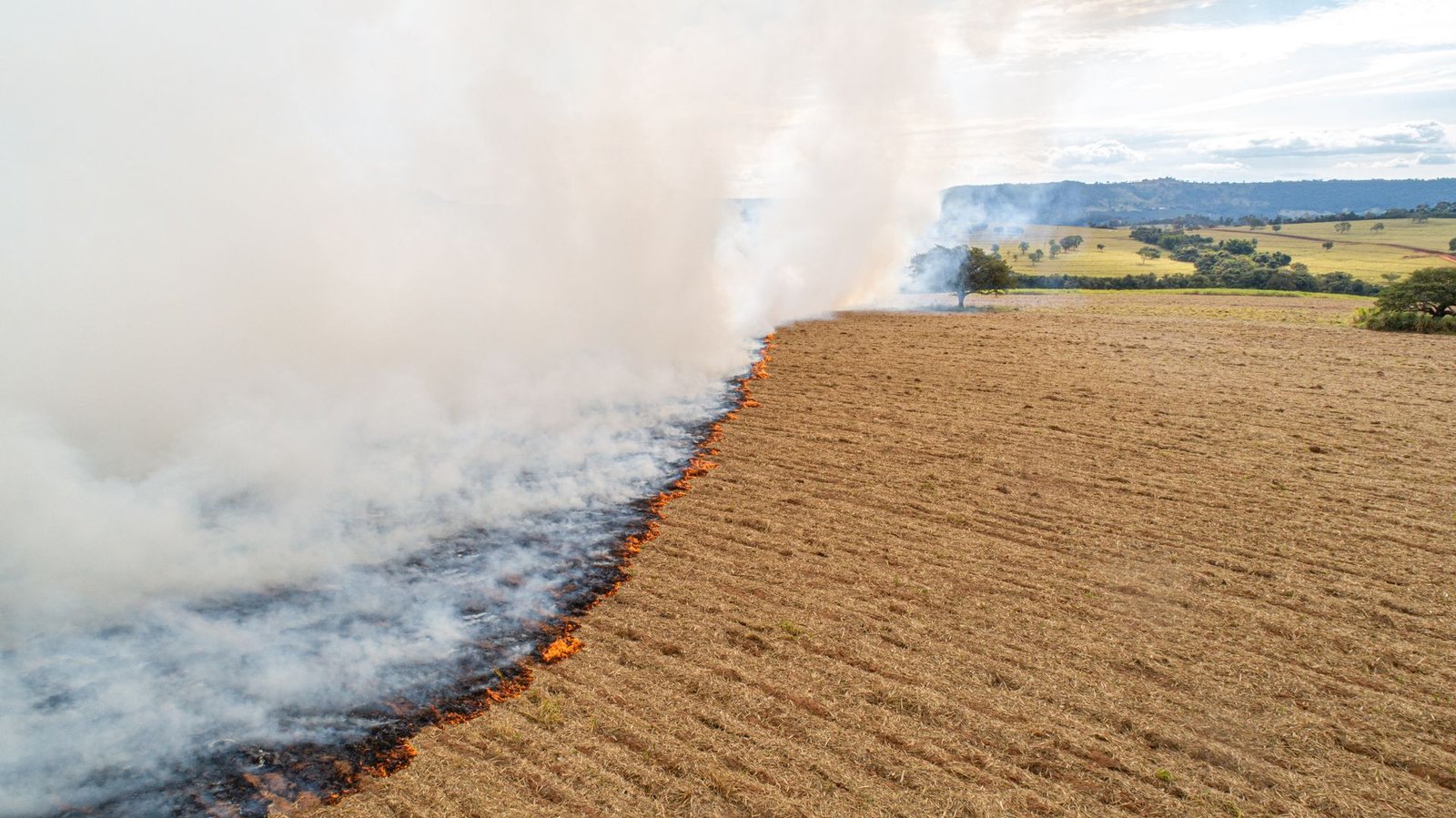 Qual é a pena para o crime ambiental